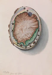 Abulón de Labios Verdes, Haliotis laevigata